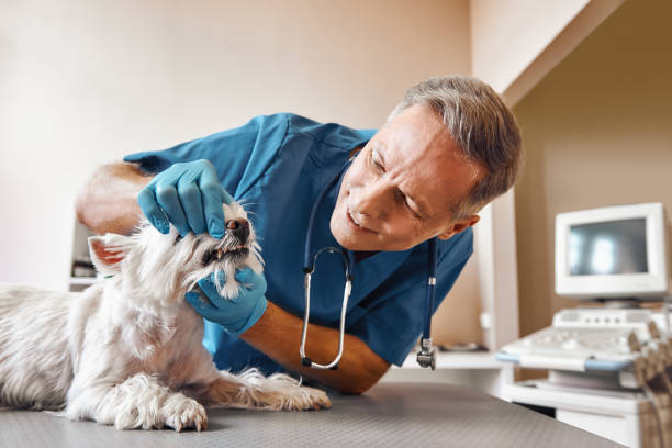Best Emergency Dental Surgery in South Run, VA